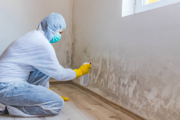 Licensed Mold Remediation service in Allentown, NJ - WQB Mold Removal