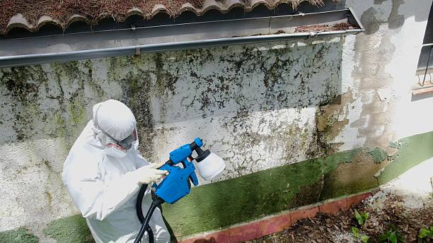 Top rated local Mold Remediation specialists in Allentown, NJ